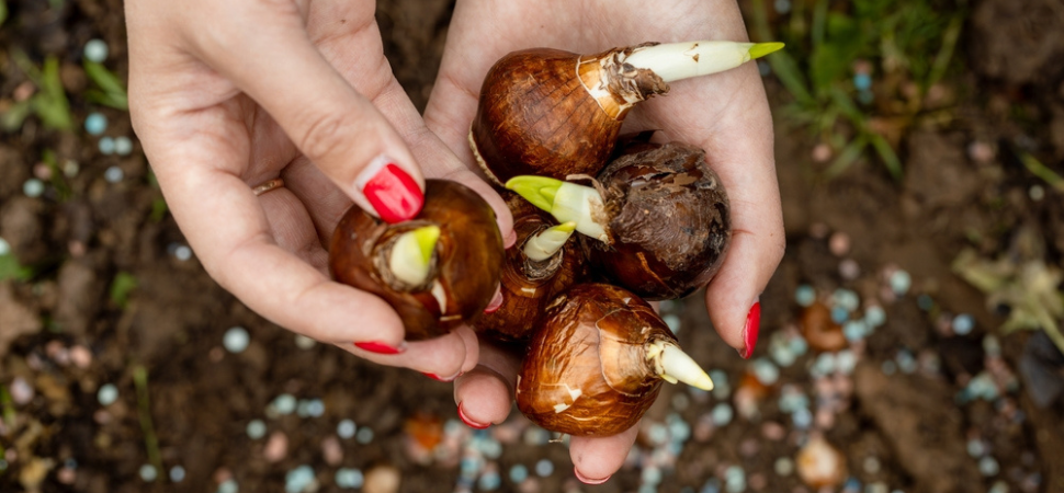 Tuincentrum Tuin! | Bloembollen