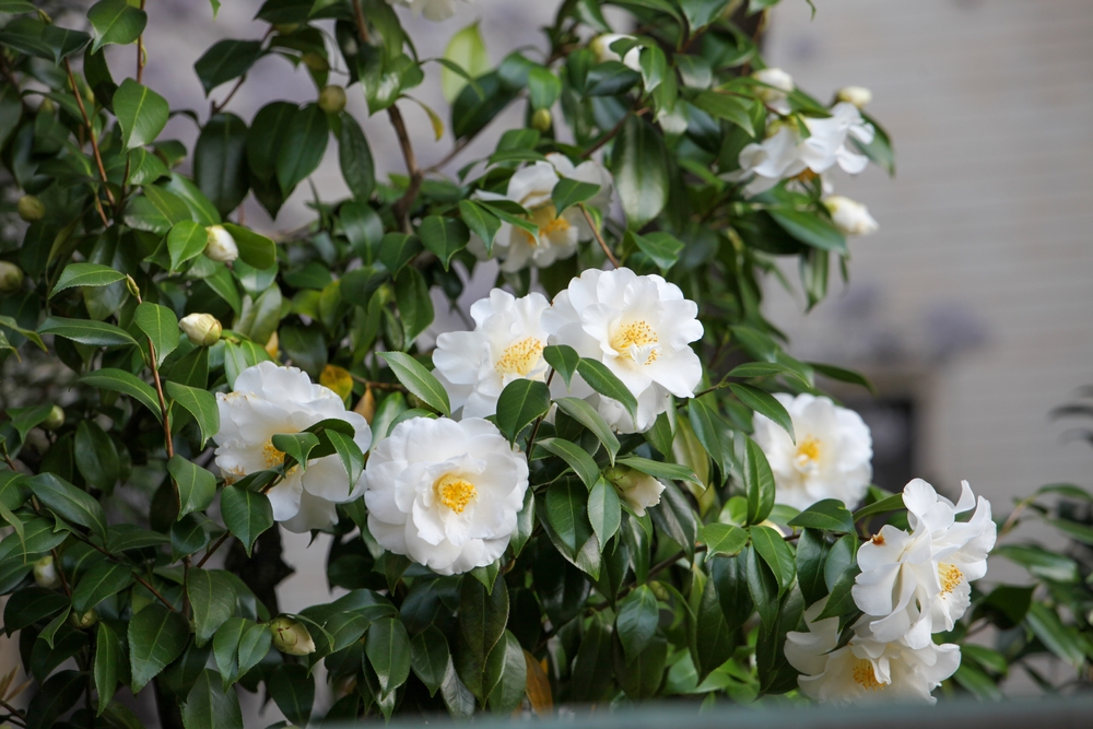 Camellia Sasanqua