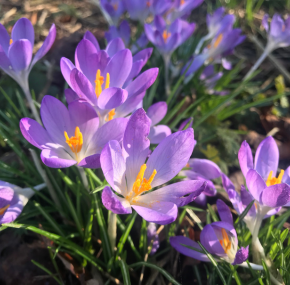 Voorjaarsbollen - Tuincentrum Tuin!