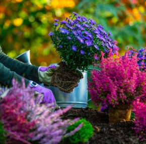 Het Vergeten Plantseizoen - Tuincentrum Tuin!