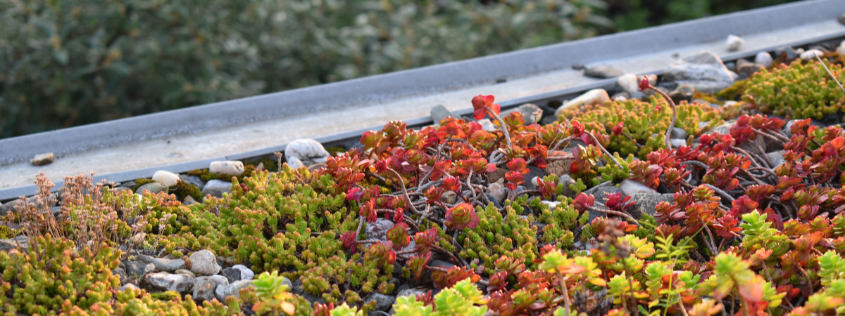 Duurzaam tuinieren - Zo pak je een groen dak of sedumdak aan Duurzaam tuinieren - Zo pak je een groen dak of sedumdak aan