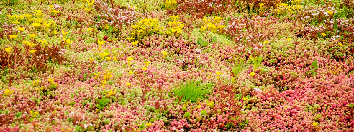Duurzaam tuinieren - Zo pak je een groen dak of sedumdak aan Duurzaam tuinieren - Zo pak je een groen dak of sedumdak aan