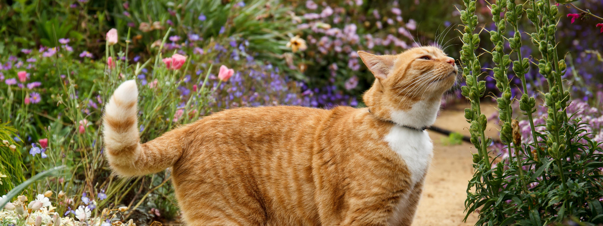 Tuincentrum Tuin! | Katvriendelijke tuinplanten