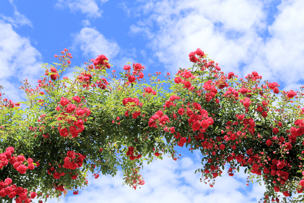 Rozen | klimrozen | rozenstruik |tuincentrum Tuin | Friesland | Zwaagwesteinde