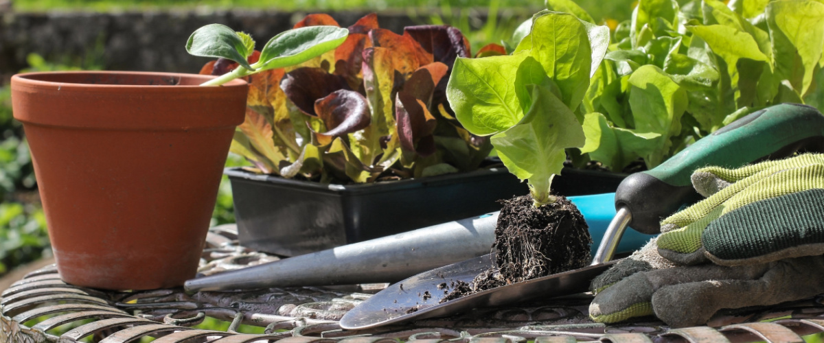 Moestuinbenodigdheden - Tuincentrum Tuin!