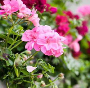 Tuincentrum Tuin! - Bloembollen op pot