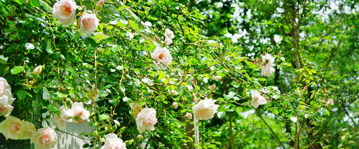 Rosa 'New Dawn' is een snelgroeiende klimroos die je koopt bij Tuincentrum Tuin!