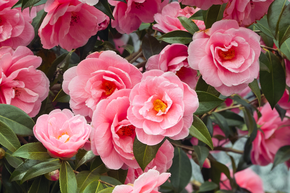 Roze-Japanse-Camellia