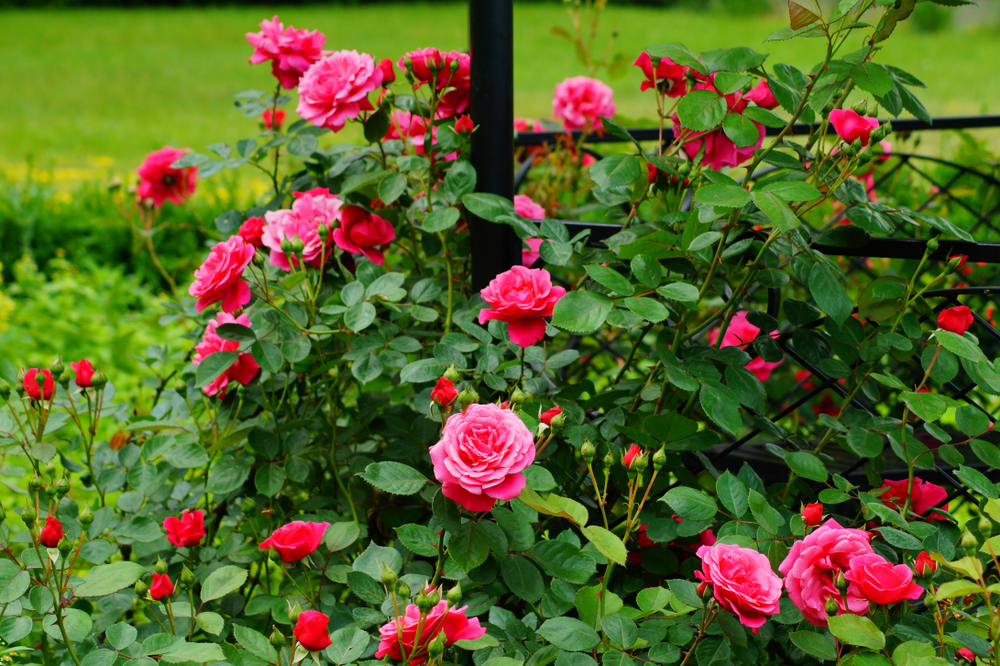Rozen | struikrozen | rozenstruikl |tuincentrum Tuin | Friesland | Zwaagwesteinde