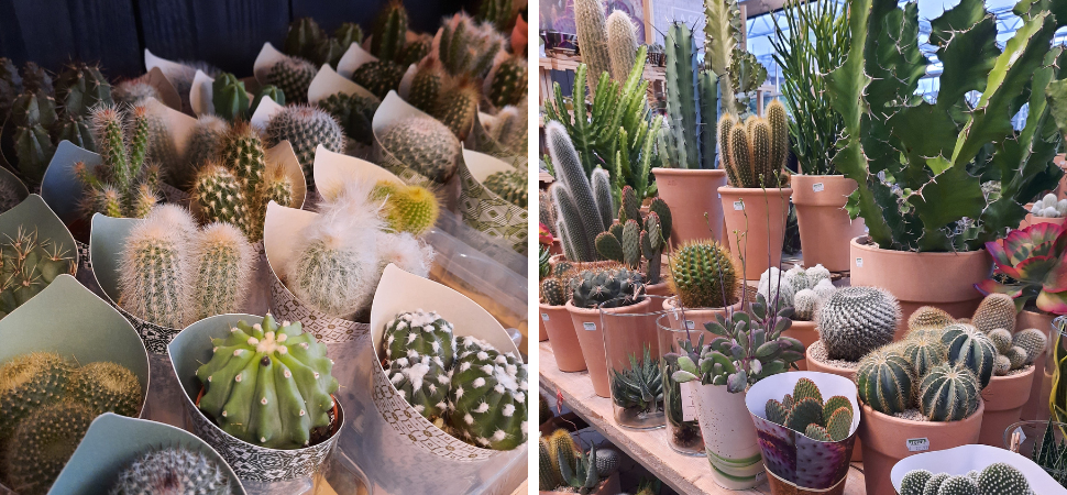 Tuincentrum Tuin! | Zwaagwesteinde | Cactussen & Vetplanten