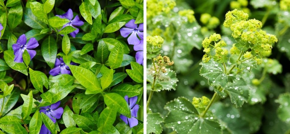 Tuincentrum Tuin! | Vaste planten in een border