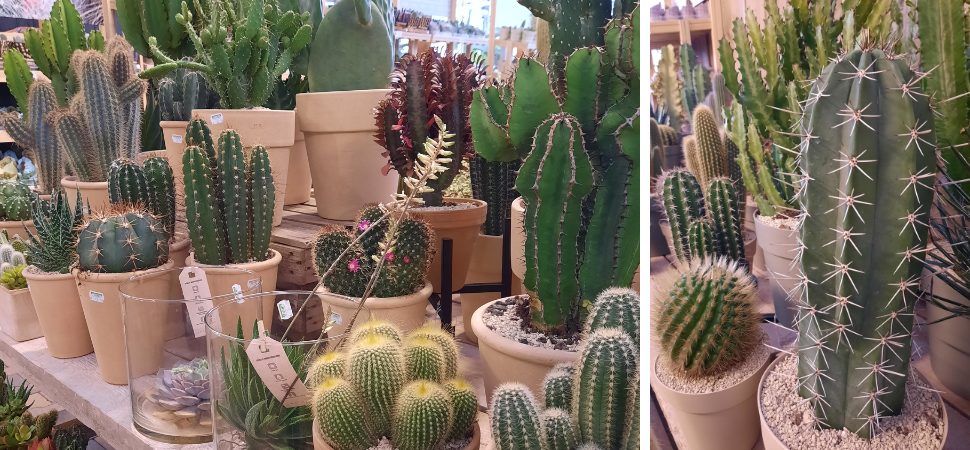 Tuincentrum Tuin! | Zwaagwesteinde | Cactussen & Vetplanten