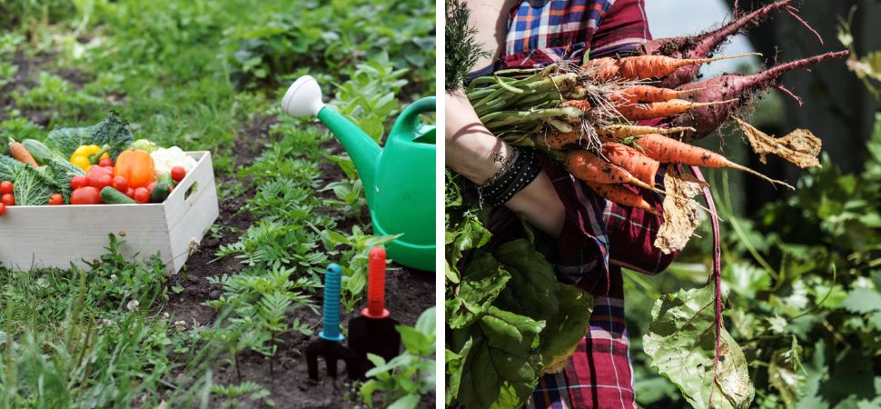 Tuincentrum Tuin! | Tips voor de moestuin tijdens vakantie