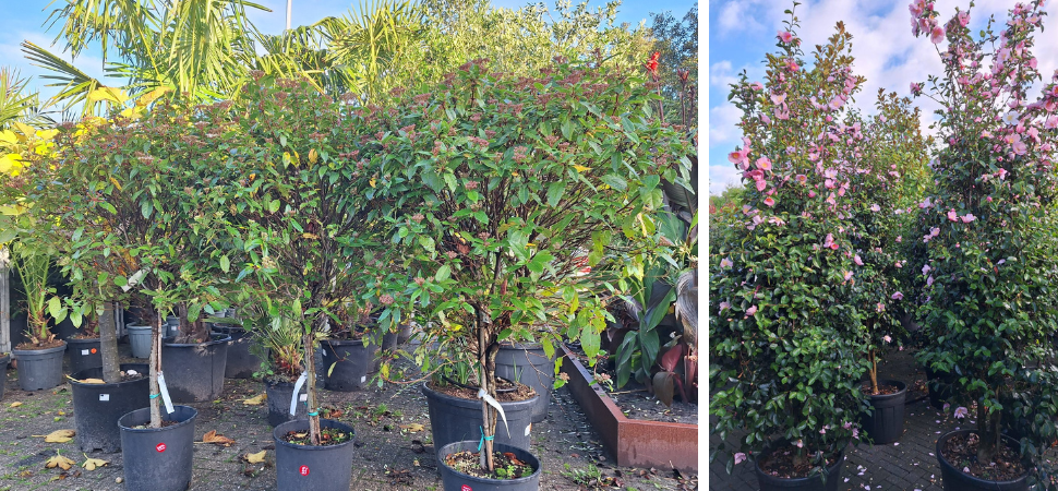 Tuincentrum Tuin! - Tuincentrum - Tuinplanten Tuincentrum Tuin! - Tuincentrum - Tuinplanten