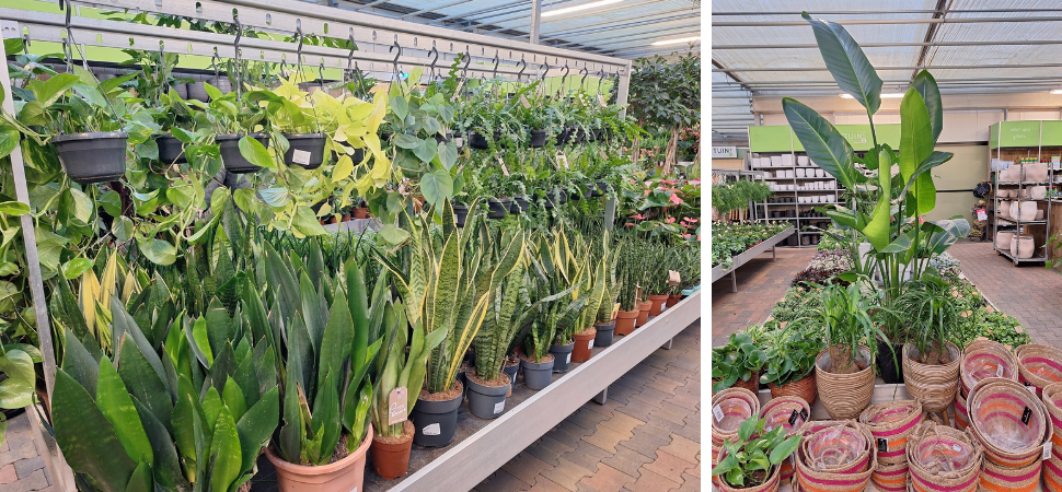 Tuincentrum Tuin! - Tuincentrum - Kamerplanten kopen Tuincentrum Tuin! - Tuincentrum - Kamerplanten kopen