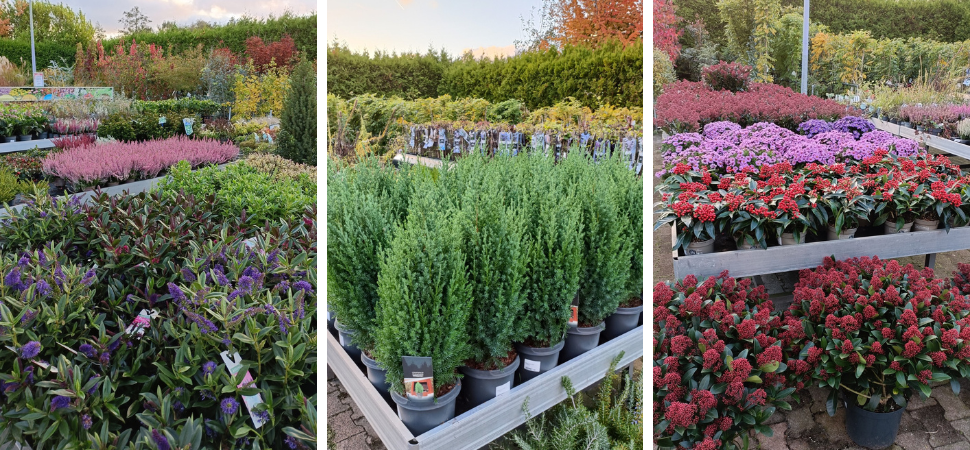 Tuincentrum Tuin! - Tuincentrum - Tuinplanten kopen Tuincentrum Tuin! - Tuincentrum - Tuinplanten kopen