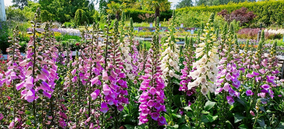 Tuincentrum Tuin! - Tuincentrum - Tuinplanten Tuincentrum Tuin! - Tuincentrum - Tuinplanten