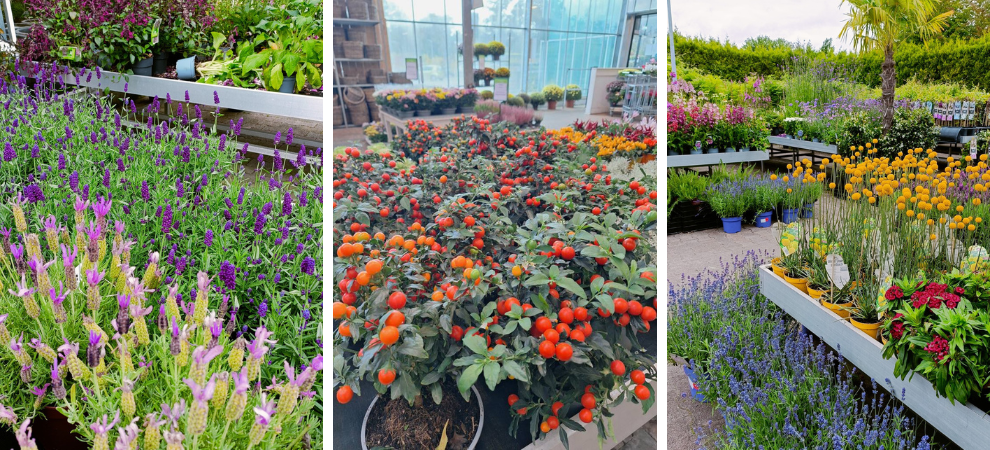 Tuincentrum Tuin! - Tuincentrum - Tuinplanten Tuincentrum Tuin! - Tuincentrum - Tuinplanten