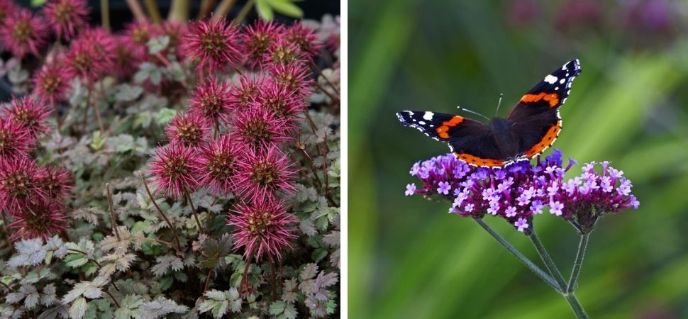 Tuincentrum Tuin! | Vaste planten in een border