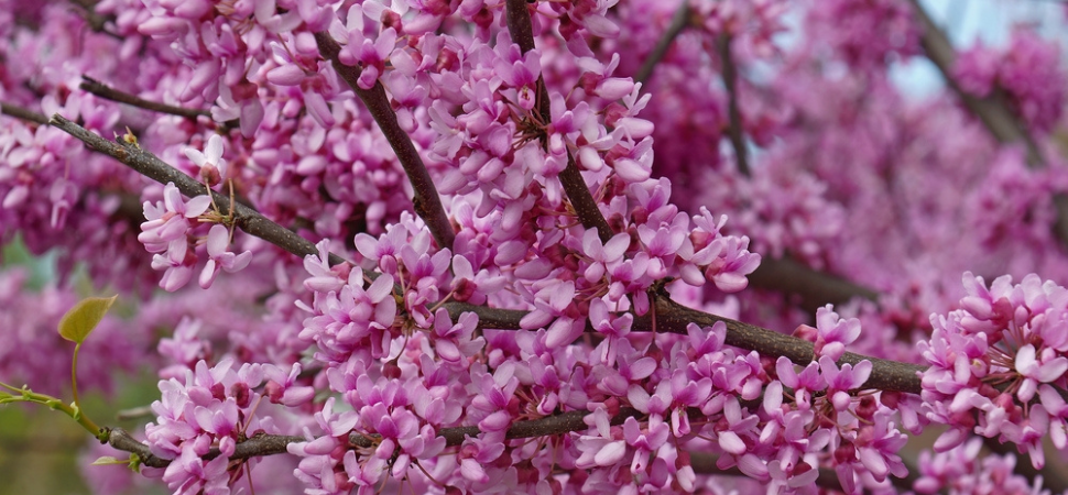 Tuincentrum Tuin! | Vaste planten