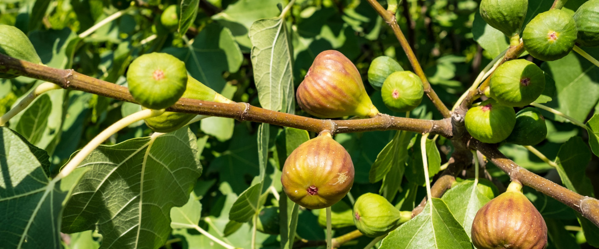 Vijf voordelen van een vijgenboom - Tuincentrum Tuin!