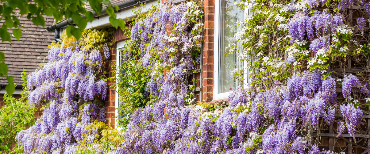 Wisteria is een snelgroeiende klimplant die je koopt bij Tuincentrum Tuin!