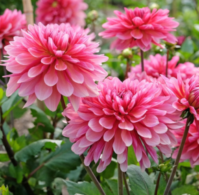 Tuincentrum Tuin! - Bloembollen op pot
