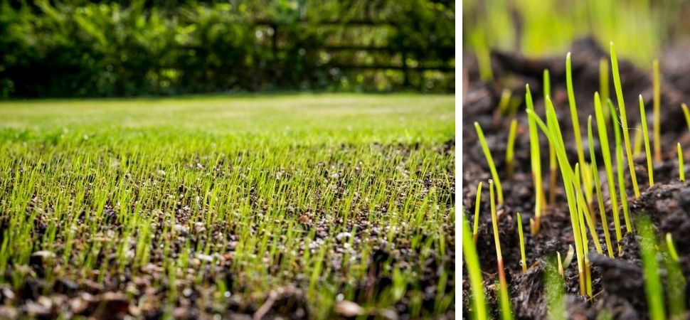 Tuincentrum Tuin! | Graszoden | Gras zaaien | Gazon