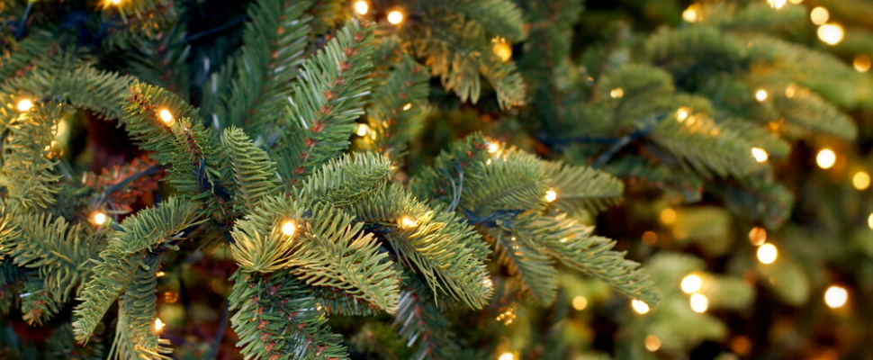 Tuincentrum Tuin! Zwaagwesteinde | Kerstbomen | Kerstboom kopen
