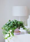 Hedera: Het levende middelpunt van elke ruimte Hedera: Het levende middelpunt van elke ruimte