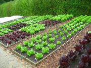 Moestuin Moestuin