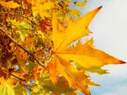 Plantmaand oktober Plantmaand oktober