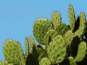 Cactussen en vetplanten