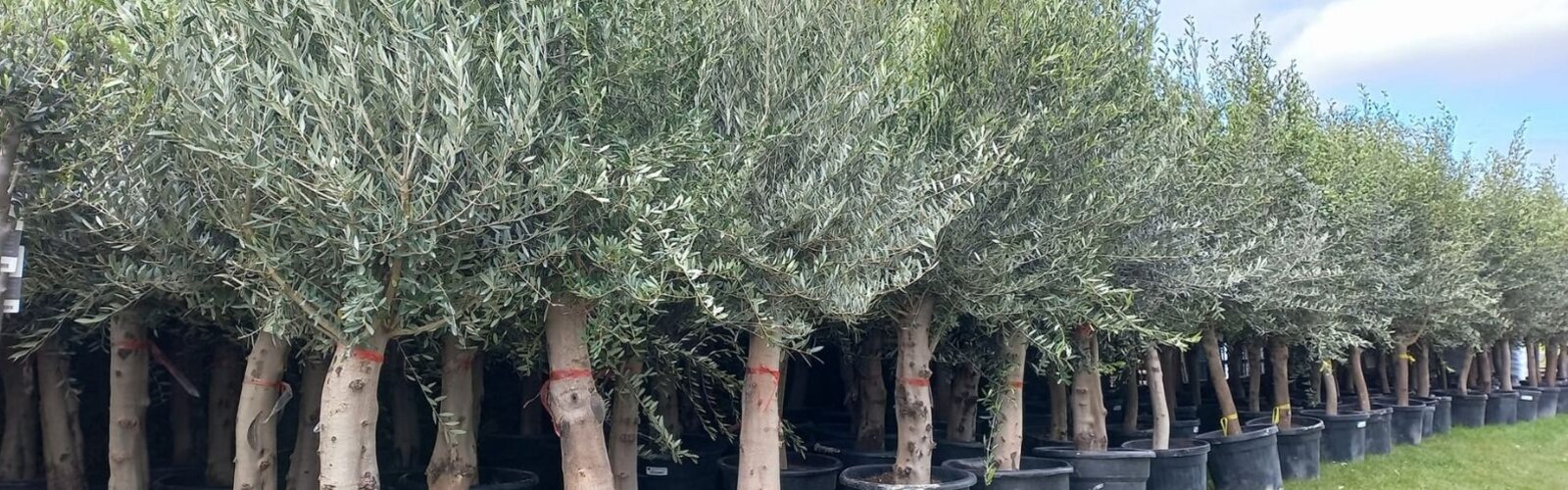 Mediterrane planten van zeer goede kwaliteit