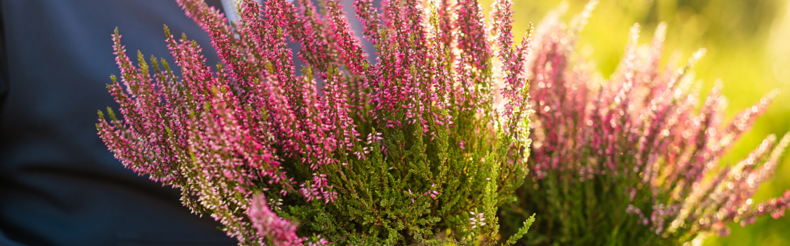 De beste tuinplanten