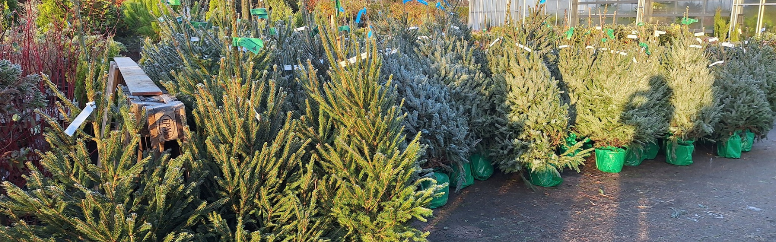 Kerstbomen