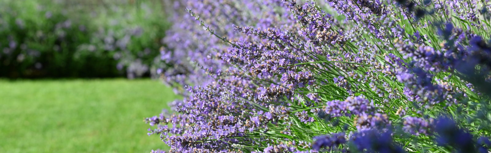 De beste tuinplanten