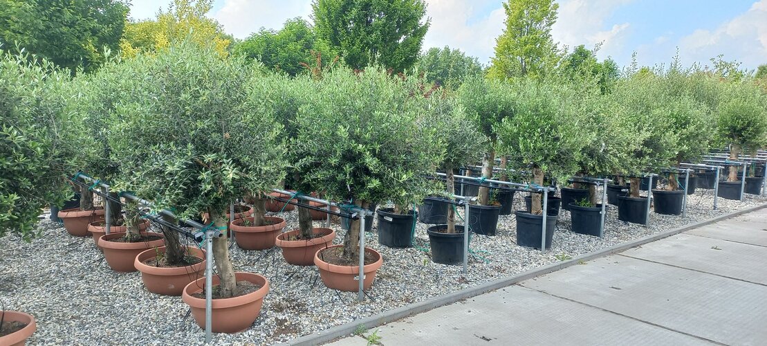 Olijfbomen en andere Mediterrane planten