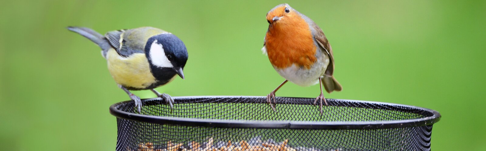 Help de vogels in de tuin