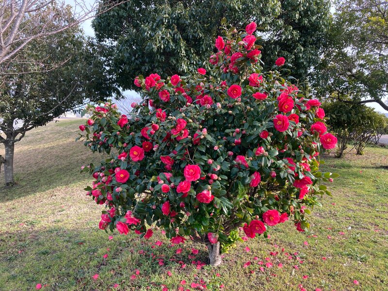 Kiezen Uitgebreid Rondsel Camellia kopen in De Westereen