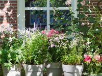 Bijenvrienden: tuinplanten van de maand juli 2019