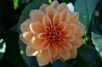 Dahlia in de gloria