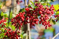 De voordelen van een inheemse tuin