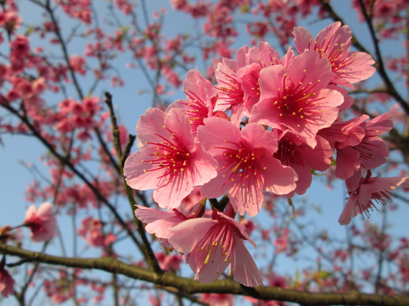 neem medicijnen balkon Zij zijn Fleurige paastakken - Tuincentrum Tuin! in Zwaagwesteinde