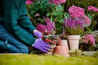 Herfst = planttijd! Waarom nu planten verrassend duurzaam is