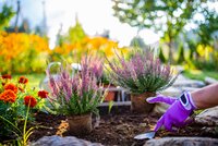 Het Vergeten Plantseizoen: Waarom het Najaar de Beste Tijd is om te Planten