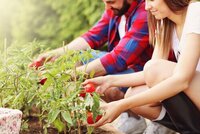 In 7 stappen een eigen moestuin beginnen