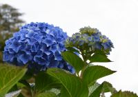 Nazomerboost voor tuin, terras en balkon