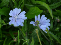 Bladgroenten in de border