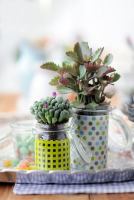 Woonplant van de maand juni: de Succulent